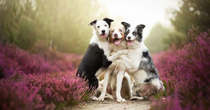 mutlu sarılan köpekler