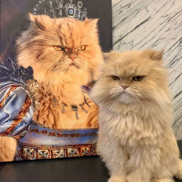 sarı iran kedisi kraliçe tablo