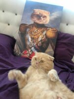british kedi altın general portre