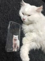 beyaz kedi telefon kılıfı