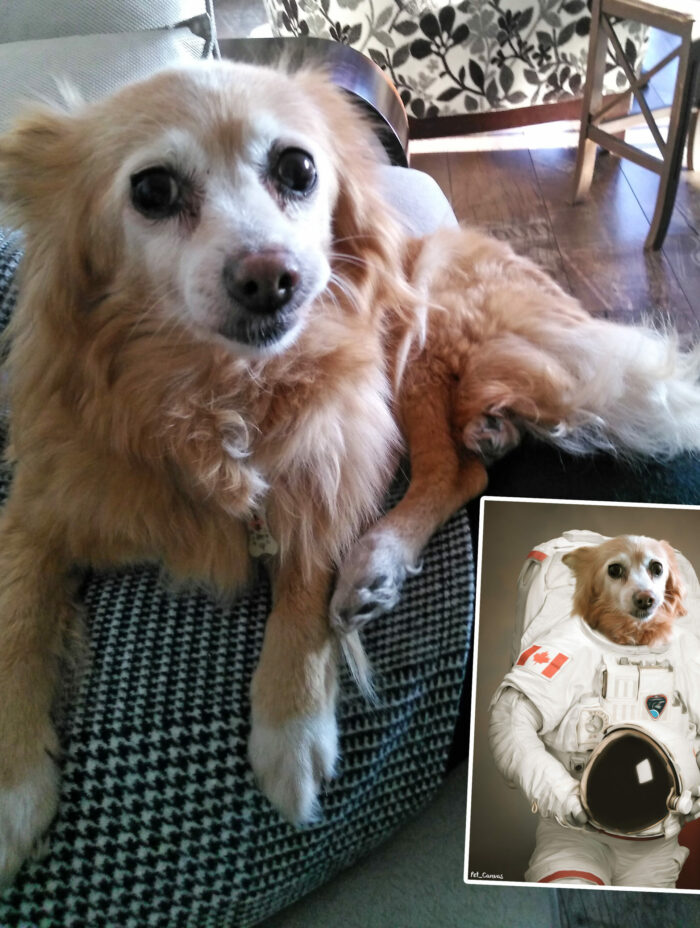 Astronot köpek tasarımı