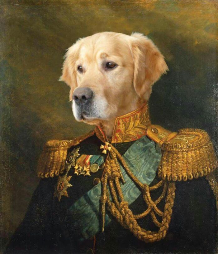 Golden Retriever General Portresi