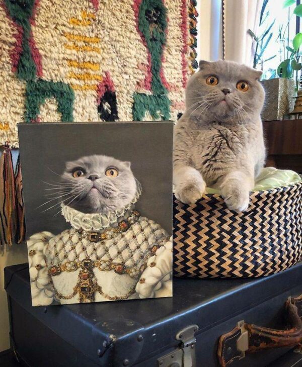 british shorthair kraliçe kostümlü kedi tablo