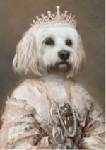 Evcil Maltese Terrier Kraliçe Tasarımı