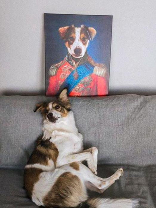 admiral köpek tablosu
