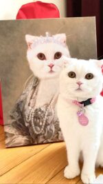 kraliçe beyaz scottish kedi tablos