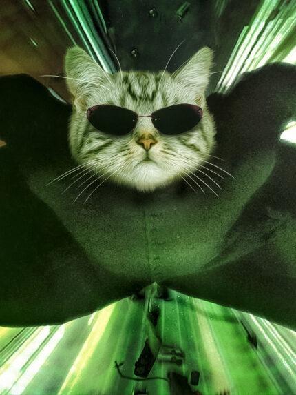 matrix kedi - neo