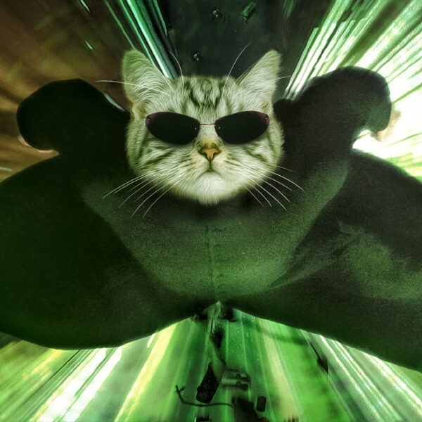 matrix kedi - neo