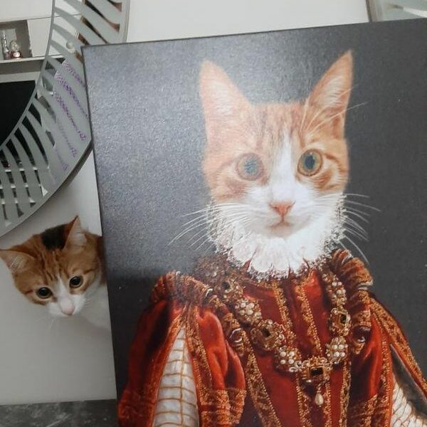 kırmızı kraliçe sarman kedi