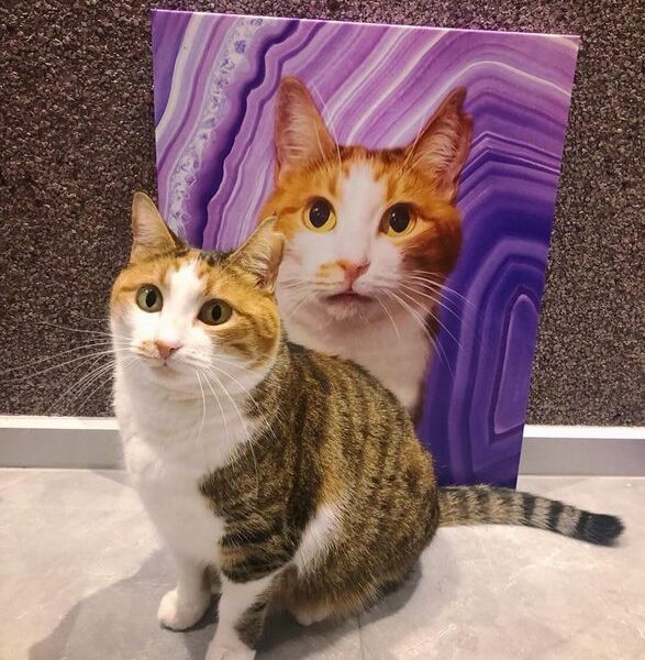 pop art özel tasarım kedi çizimi