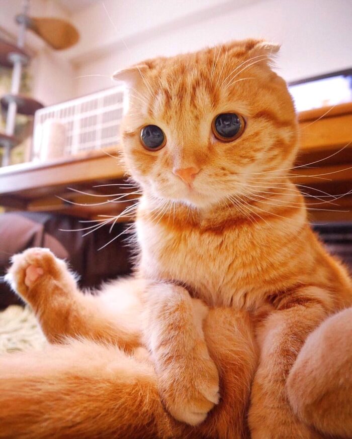 sevimli turuncu kedi tasarım